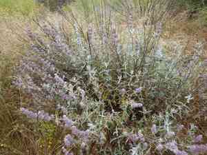 Purple sage(Salvia leucophylla)