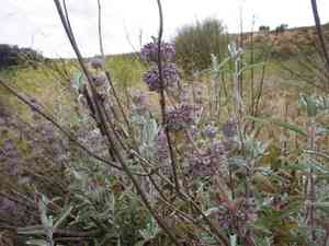Purple sage(Salvia leucophylla)