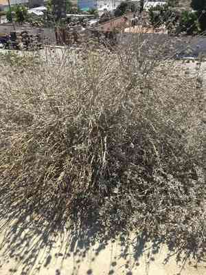 Purple sage(Salvia leucophylla)
