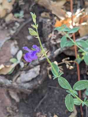 Canyon sage(Salvia lycioides)