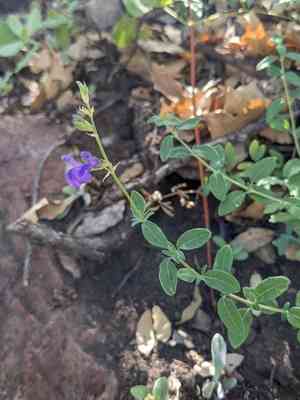 Canyon sage(Salvia lycioides)