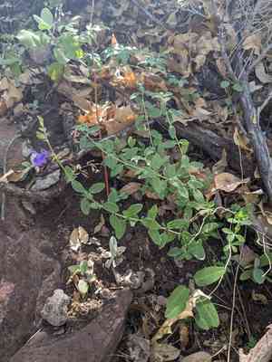 Canyon sage(Salvia lycioides)