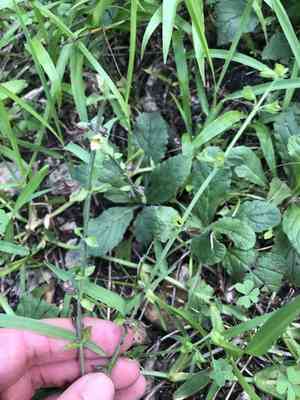 Lyreleaf sage(Salvia lyrata)