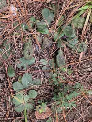 Lyreleaf sage(Salvia lyrata)
