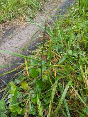 Lyreleaf sage(Salvia lyrata)