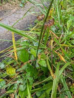 Lyreleaf sage(Salvia lyrata)