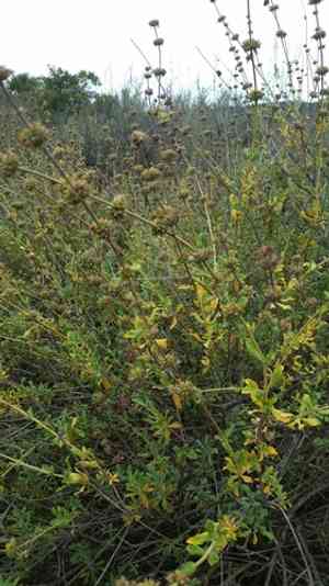 Munz's sage(Salvia munzii)