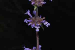 Munz's sage(Salvia munzii)