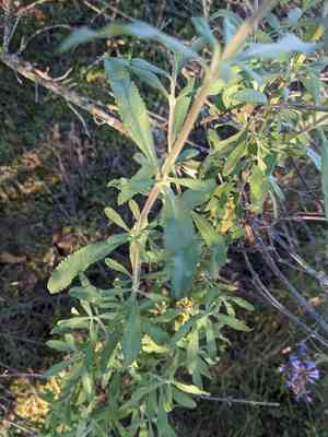 Munz's sage(Salvia munzii)