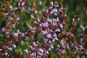 Munz's sage(Salvia munzii)
