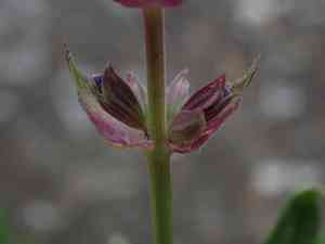 Woodland sage(Salvia nemorosa)