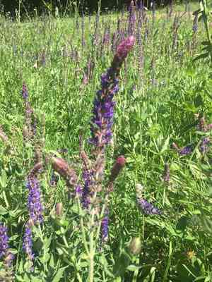Woodland sage(Salvia nemorosa)