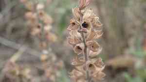 Woodland sage(Salvia nemorosa)