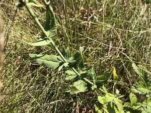 Woodland sage(Salvia nemorosa)
