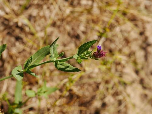 Woodland sage