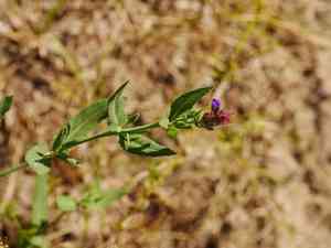 Woodland sage(Salvia nemorosa)