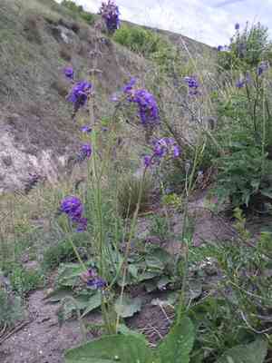 Nodding sage(Salvia nutans)