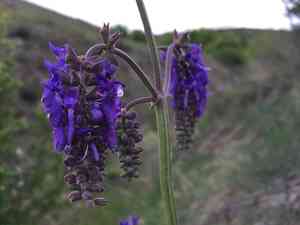 Nodding sage(Salvia nutans)