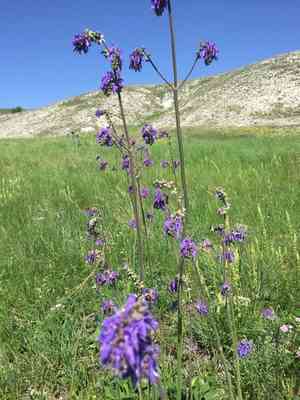 Nodding sage(Salvia nutans)