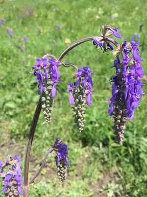 Nodding sage(Salvia nutans)