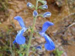 Sage(Salvia patens)