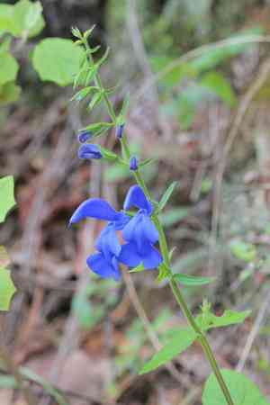 Sage(Salvia patens)