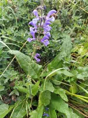 Meadow sage(Salvia pratensis)