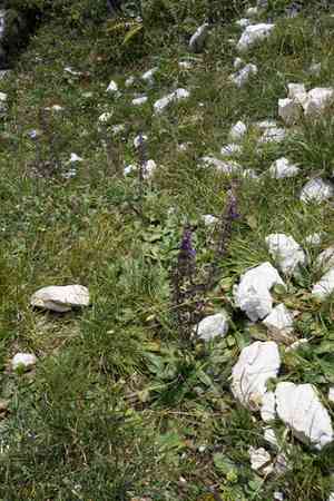 Meadow sage(Salvia pratensis)