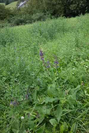 Meadow sage(Salvia pratensis)