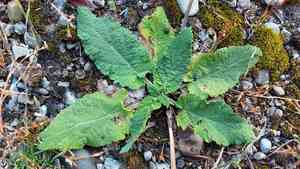 Meadow sage(Salvia pratensis)