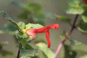 Mountain sage(Salvia regla)