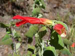 Mountain sage(Salvia regla)