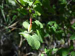 Mountain sage(Salvia regla)