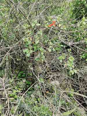 Mountain sage(Salvia regla)