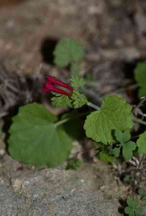 Cedar sage(Salvia roemeriana)