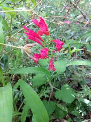 Cedar sage(Salvia roemeriana)