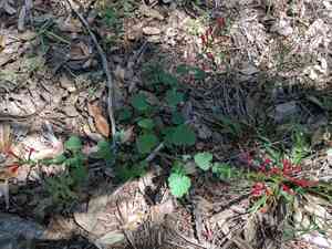 Cedar sage(Salvia roemeriana)