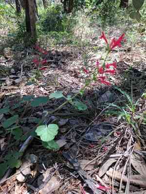 Cedar sage(Salvia roemeriana)