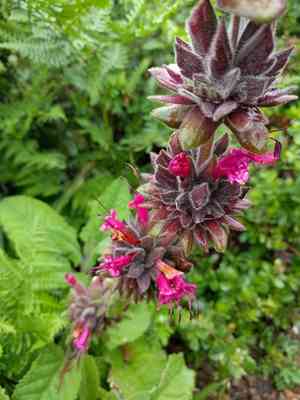 California Hummingbird Sage(Salvia spathacea)