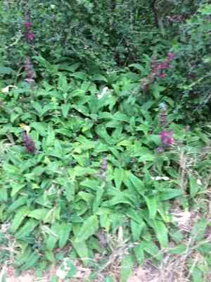 California Hummingbird Sage(Salvia spathacea)