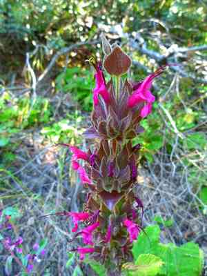 California Hummingbird Sage(Salvia spathacea)