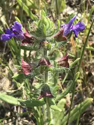 Texas sage(Salvia texana)