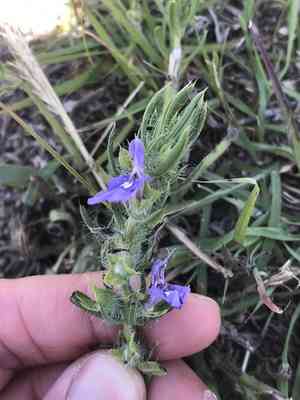 Texas sage(Salvia texana)