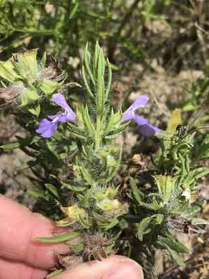 Texas sage(Salvia texana)