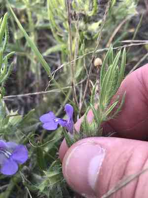 Texas sage(Salvia texana)