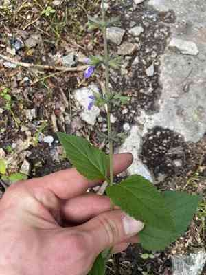 Nettleleaf sage(Salvia urticifolia)
