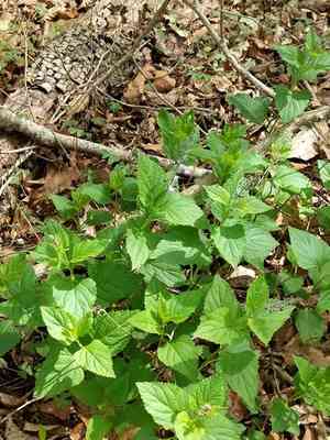 Nettleleaf sage(Salvia urticifolia)