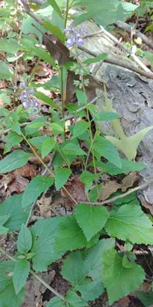 Nettleleaf sage(Salvia urticifolia)