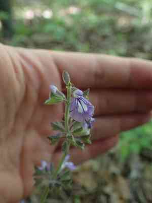 Nettleleaf sage(Salvia urticifolia)