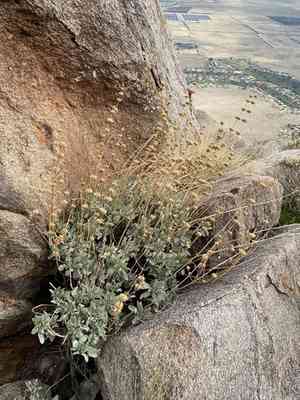 Scallopleaf sage(Salvia vaseyi)